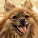 papel de parede pomeraniano APK