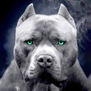 pitbull dog wallpaper APK