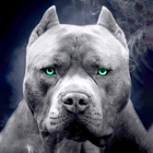 pitbull dog wallpaper 图标
