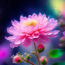 wallpaper bunga merah jambu APK