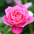 pink rose wallpaper আইকন