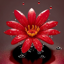 fundo de flor vermelha APK