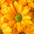 papel parede de flor amarela APK