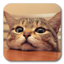 Q Cat Live Wallpaper APK