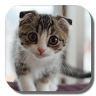 Scottish Fold Cat ikona