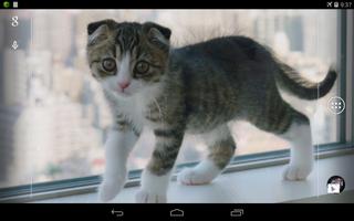 Scottish Fold Cat imagem de tela 3