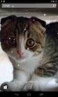 Scottish Fold Cat 포스터