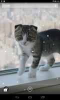 Scottish Fold Cat 스크린샷 1