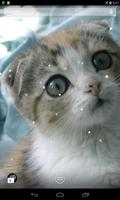 Scottish Fold Cat 스크린샷 2