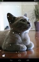 British Shorthair screenshot 1