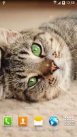 2 Schermata Cat Live Wallpaper