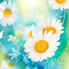 download Daisies Live Wallpaper APK