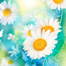 Daisies Live Wallpaper APK