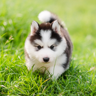 Cute Puppies Live Wallpaper 图标