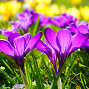 Beautiful Spring Flowers Live  APK