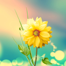 3D Flowers Live Wallpaper Lite APK