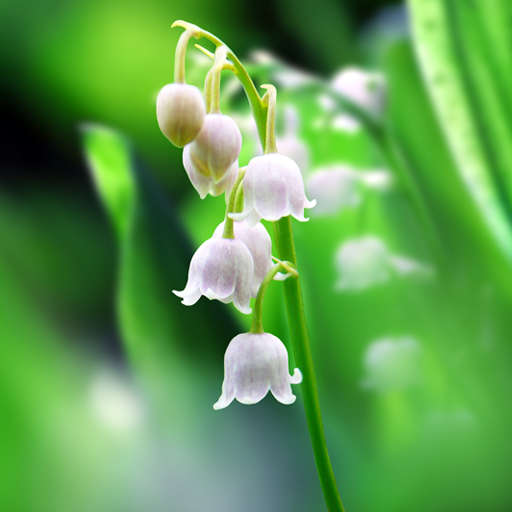 Lily of The Valley Wallpaper