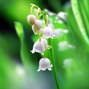 Lily of The Valley Wallpaper APK