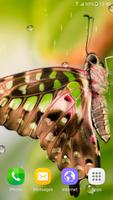 1 Schermata Macro Butterfly Live Wallpaper