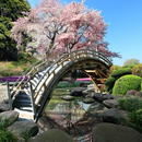 Sakura Garden Live Wallpaper APK