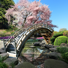 Sakura Garden Live Wallpaper icône