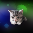 APK Sleepy Kitten Wallpaper