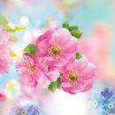 Spring Flower Live Wallpaper APK