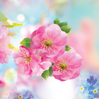 Spring Flower Live Wallpaper ícone
