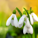 Spring Flowers Live Wallpaper APK