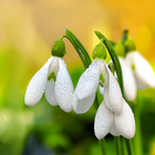 Spring Flowers Live Wallpaper أيقونة