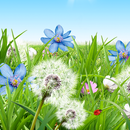 Summer Flowers Wallpaper APK