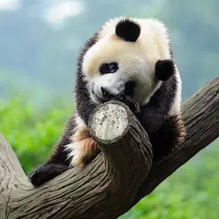 Cute Panda Live Wallpaper APK download