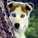 Dogs Wallpaper APK