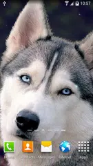 download Dogs Wallpaper APK