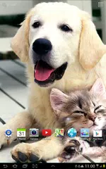 Скачать Собаки Живые Обои APK