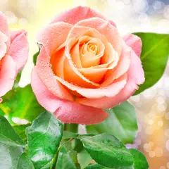 Rose Live Wallpaper APK Herunterladen