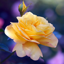 Roses Wallpaper APK