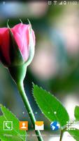 Roses Wallpaper screenshot 2