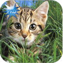 APK Cute Cats Live Wallpapers (Pro