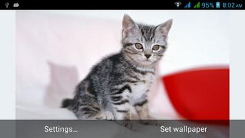 Cute Cats Live Wallpapers (Pro Screenshot 1