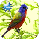 HD Nature Live Wallpapers (Pro APK