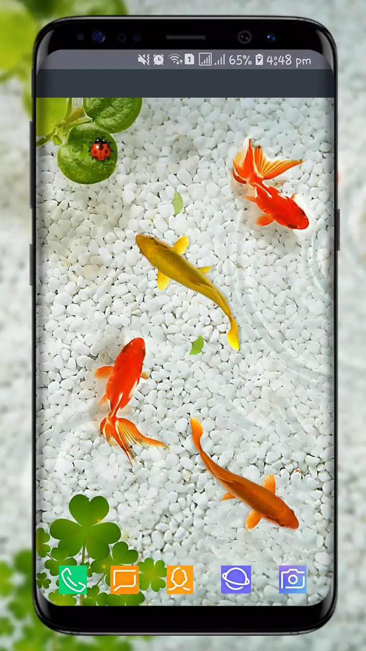 Live Fish Wallpapers APK for Android Download Live Fish Wallpapers APK for Android Download