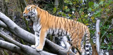 3d Tigre Sfondo Animato