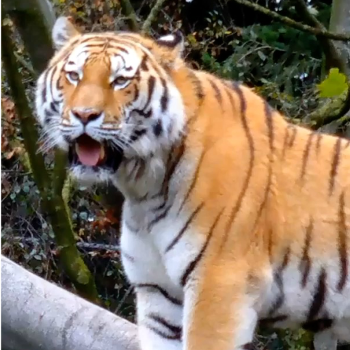 Tiger 3d Live Wallpaper