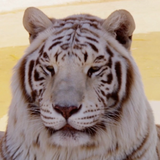 Tigre Fond d'écran Animé icône