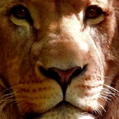3d Tiere Animierte Hintergrundbilder Fur Android Apk Herunterladen