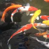 Aquarium Koi Live Wallpaper