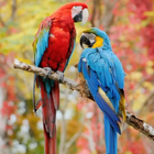 красивые птицы обои иконка