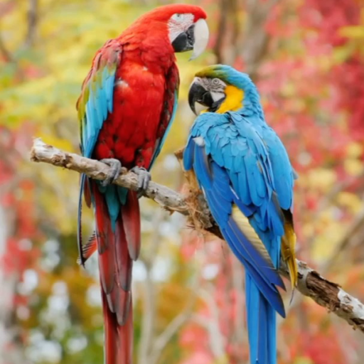 Beauty Birds Live Wallpaper