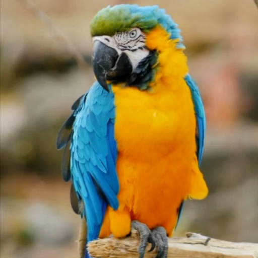 3d Birds Live Wallpaper APK for Android – Download 3d Birds Live Wallpaper XAPK (APK Bundle) Latest Version from 3d Birds Live Wallpaper APK for Android – Download 3d Birds Live Wallpaper XAPK (APK Bundle) Latest Version from